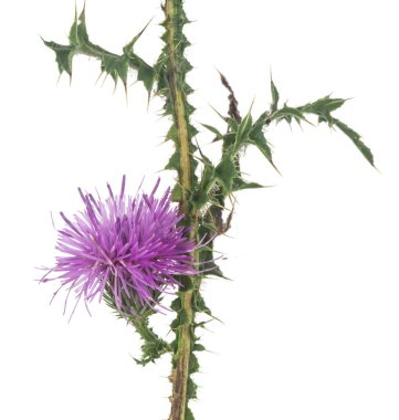 Süt devedikeni çiçeği beyaz arka planda izole edilmiş. Tasarım ayrıntıları. Tasarım elemanları. Makro. 