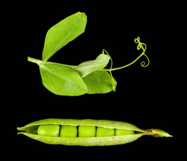 Siyah arka planda yeşil bezelyeler. Tasarım ayrıntıları. Tasarım elemanları. Makro. 