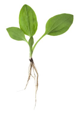 Beyaz arka planda izole edilmiş ilaç bitkisi. Tasarım ayrıntıları. Tasarım elemanları. Makro. 