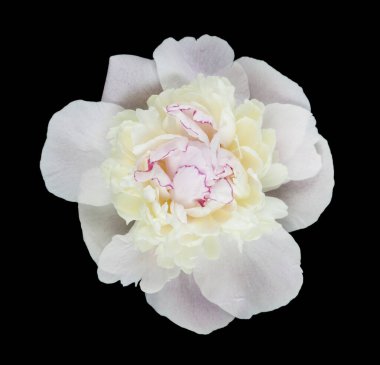 Siyah arka planda yalıtılmış şakayık çiçeği. Tasarım ayrıntıları. Tasarım elemanları. Makro. 