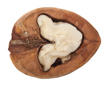 Ceviz, beyaz arka planda izole edilmiş. Tasarım ayrıntıları. Tasarım elemanları. Makro.