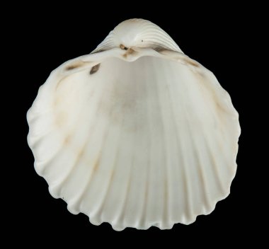 Siyah arka planda izole edilmiş mermiler. Tasarım ayrıntıları. Tasarım elemanları. Makro.