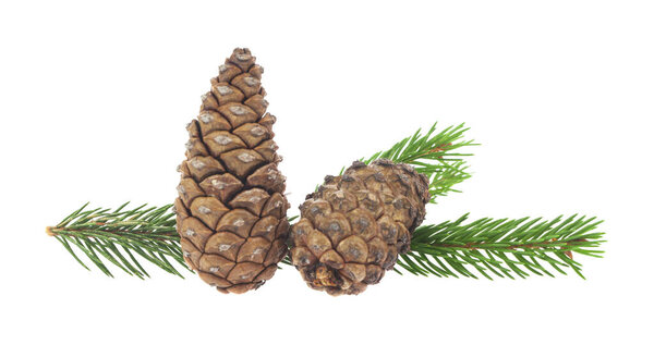 Cones and fir tree branch isolated on white background. Detail for design. Design elements. Macro. 