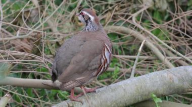 Une perdrix ruge isole sur une branche 