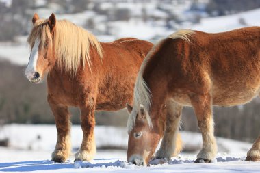A group of draft horses on the snow