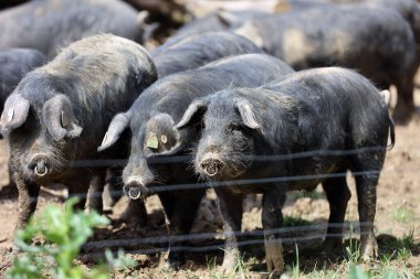 Çiftlikte büyük bir grup siyah domuz var..