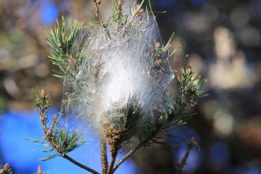 Bir çivinin üzerinde bir tırtıl yuvası