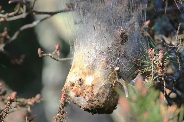 Bir çivinin üzerinde bir tırtıl yuvası