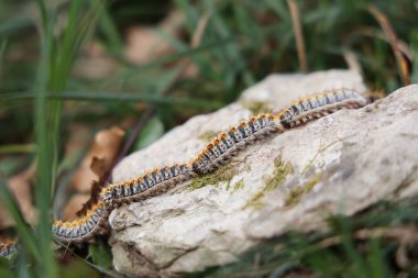 İşlemci tırtıllar tek sıra halinde