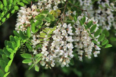 Mayıs ayında beyaz akasya çiçekleri