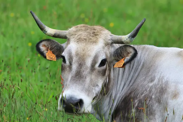 Gri bir ineğin portresi