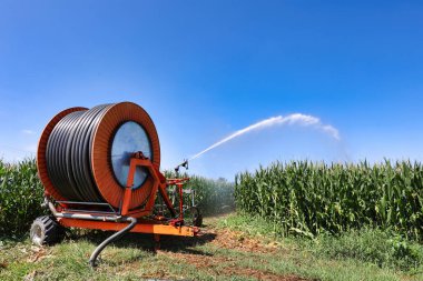 Mısırları sulamak ve tahıl ekinleri