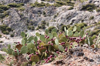 Dağlardaki kayalarda büyüyen kaktüsler.