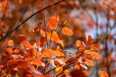 Sonbahar manzarası. Güneşli bir günde güzel bir sonbahar manzarası, sarı, kırmızı yapraklar ağaçlardan düşer. Parlak ılık sonbahar manzarası. Güzel bir takvim kartpostal ekran koruyucusu. Seçici yumuşak odak