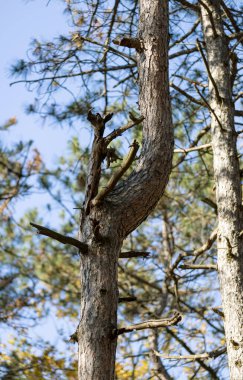 Sonbahar manzarası. Güneşli bir günde güzel bir sonbahar manzarası, sarı, kırmızı yapraklar ağaçlardan düşer. Parlak ılık sonbahar manzarası. Güzel bir takvim kartpostal ekran koruyucusu. Seçici yumuşak odak