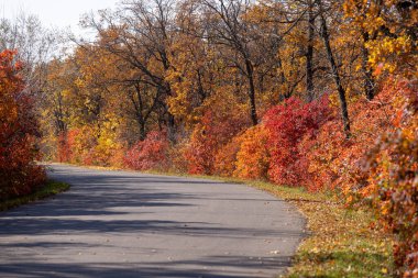 Sonbahar manzarası. Güneşli bir günde güzel bir sonbahar manzarası, sarı, kırmızı yapraklar ağaçlardan düşer. Parlak ılık sonbahar manzarası. Güzel bir takvim kartpostal ekran koruyucusu. Seçici yumuşak odak