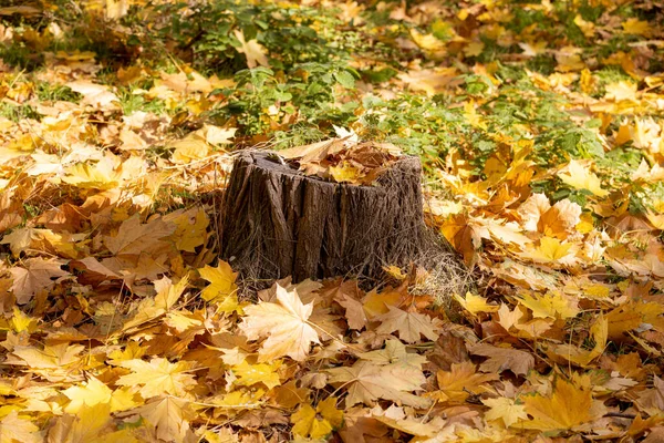Herbst Landschaft Hintergrund Schöne Herbstlandschaft Sonnigen Tagen Gelbe Rote Blätter — Stockfoto