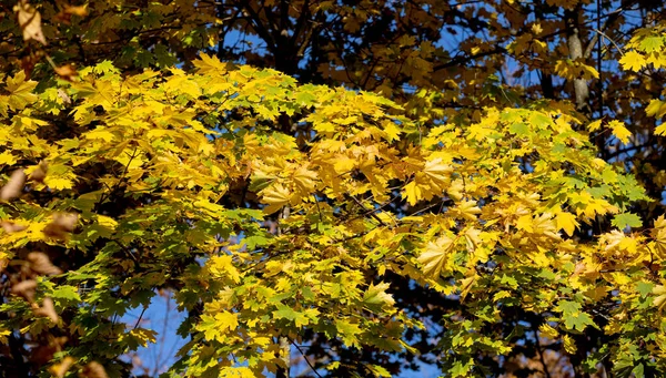 Autumn Landscape Background Beautiful Autumn Landscape Sunny Day Yellow Red — Stock Photo, Image