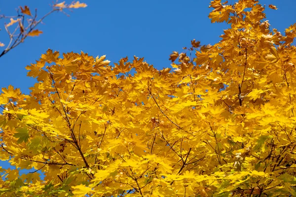 Autumn Landscape Background Beautiful Autumn Landscape Sunny Day Yellow Red — Stock Photo, Image