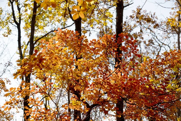 Herfst Landschap Achtergrond Prachtig Herfstlandschap Zonnige Dag Gele Rode Bladeren — Stockfoto