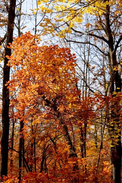 秋の風景の背景 晴れた日に美しい秋の風景 赤の葉の木から落ちる 明るい暖かい秋の風景 美しいカレンダーのはがきのスクリーンセーバー 選択的ソフトフォーカス — ストック写真