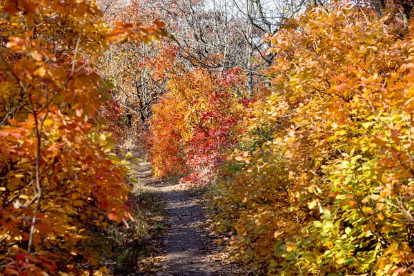 秋の風景の背景 晴れた日に美しい秋の風景 赤の葉の木から落ちる 明るい暖かい秋の風景 美しいカレンダーのはがきのスクリーンセーバー 選択的ソフトフォーカス — ストック写真