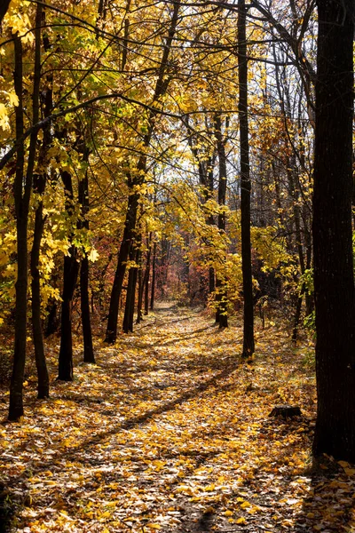 Осенний Пейзаж Красивый Осенний Пейзаж Солнечный День Желтые Красные Листья — стоковое фото