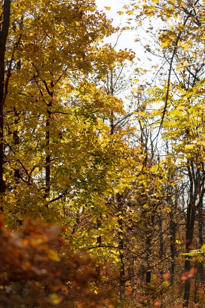 Sonbahar Manzarası Güneşli Bir Günde Güzel Bir Sonbahar Manzarası Sarı — Stok fotoğraf