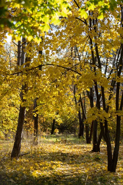 Осенний Пейзаж Красивый Осенний Пейзаж Солнечный День Желтые Красные Листья — стоковое фото