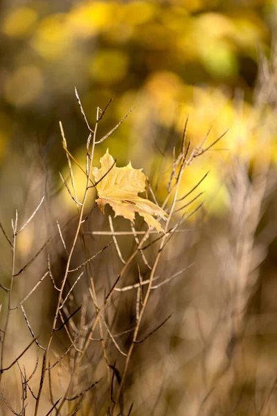 Herfst Landschap Achtergrond Prachtig Herfstlandschap Zonnige Dag Gele Rode Bladeren — Stockfoto