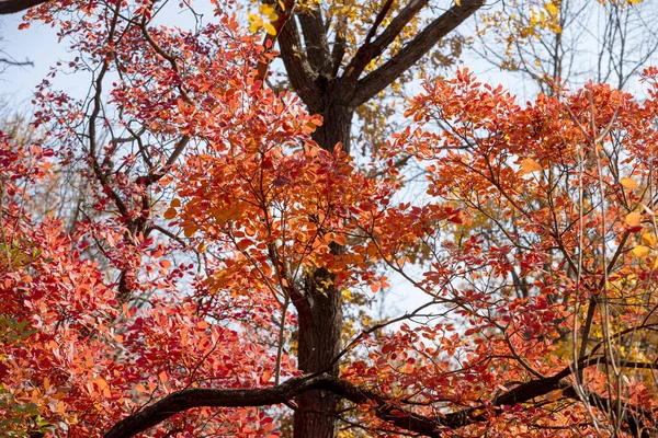 Sonbahar Manzarası Güneşli Bir Günde Güzel Bir Sonbahar Manzarası Sarı — Stok fotoğraf