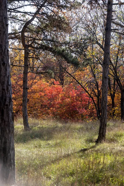 Höstens Landskap Bakgrund Vackert Höstlandskap Solig Dag Gula Röda Löv — Stockfoto