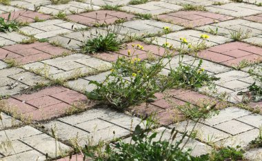 Background old cracked paving slabs with green grass between the tiles. Background of abandonment and decay of the urban structure. Old abandoned road surface