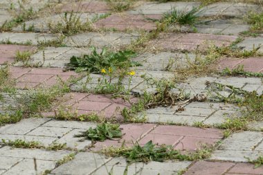 Background old cracked paving slabs with green grass between the tiles. Background of abandonment and decay of the urban structure. Old abandoned road surface