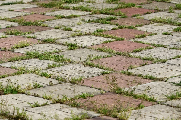Background Old Cracked Paving Slabs Green Grass Tiles Background Abandonment — Foto Stock