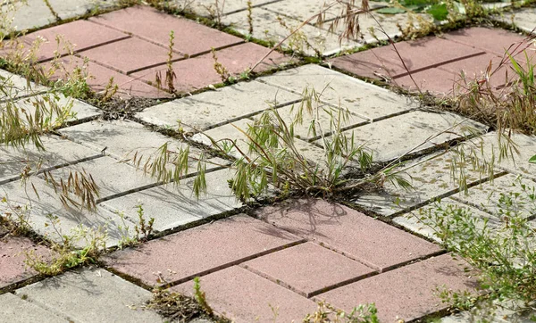 Background Old Cracked Paving Slabs Green Grass Tiles Background Abandonment — Zdjęcie stockowe