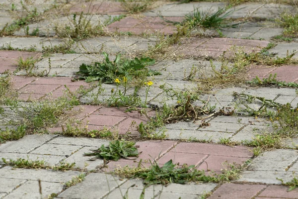 Background Old Cracked Paving Slabs Green Grass Tiles Background Abandonment — Zdjęcie stockowe