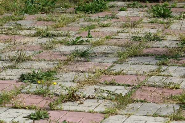 Background Old Cracked Paving Slabs Green Grass Tiles Background Abandonment — Foto Stock