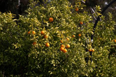 Mandallı bir ağacın geniş portakal meyveleri ve yeşil yapraklı dalları tasarım için. Çiftlikteki melek ağaçları