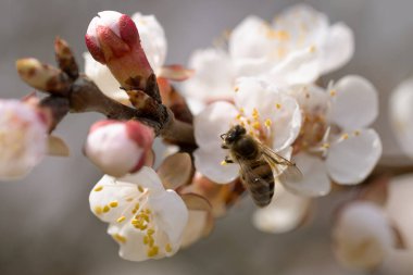Baharda açan ağaçtaki beyaz, pembe bahar çiçekleri. Seçici odaklanma. Yüksek kalite fotoğraf. Bahar çiçeği. Çiçek açmış elma ağaçları, kirazlar. Güzel bir kartpostal. Çiçekçi arkaplanı.