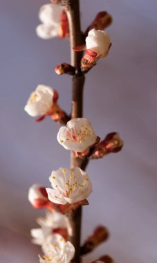 Baharda açan ağaçtaki beyaz, pembe bahar çiçekleri. Seçici odaklanma. Yüksek kalite fotoğraf. Bahar çiçeği. Çiçek açmış elma ağaçları, kirazlar. Güzel bir kartpostal. Çiçekçi arkaplanı.