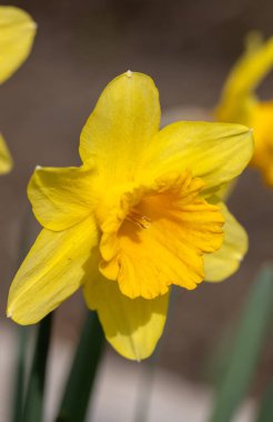 Sarı narsisli çiçekler. Güzel ilkbahar çiçekleri iyi kalite. Romantik bir tebrik kartı için güzel bir çiçek arkaplanı