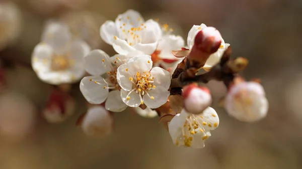 White Pink Beautiful Spring Flowers Tree Blooming Spring Selective Focus — Stock Photo, Image