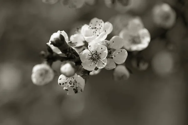 Białe Różowe Piękne Wiosenne Kwiaty Wiosennym Drzewie Wybiórcze Skupienie Wysokiej — Zdjęcie stockowe