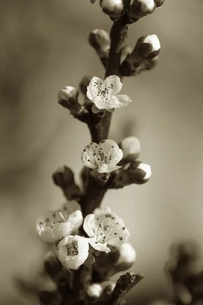 春には白 ピンク色の美しい春の花を咲かせます 選択的フォーカス 高品質の写真 春の桜草 開花中のリンゴの木 チェリー 美しいポストカード自然主義の花の背景 — ストック写真