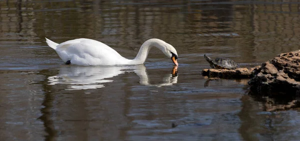 White Romantic Swans Swim Lake City Park Snow White Noble — Stock Photo, Image
