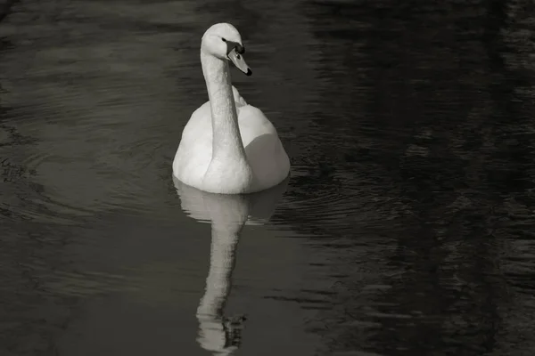 白色的浪漫天鹅在城市公园的湖中游泳 白雪公主的高贵天鹅是爱情和忠诚的象征 爱情卡片的动物背景 — 图库照片