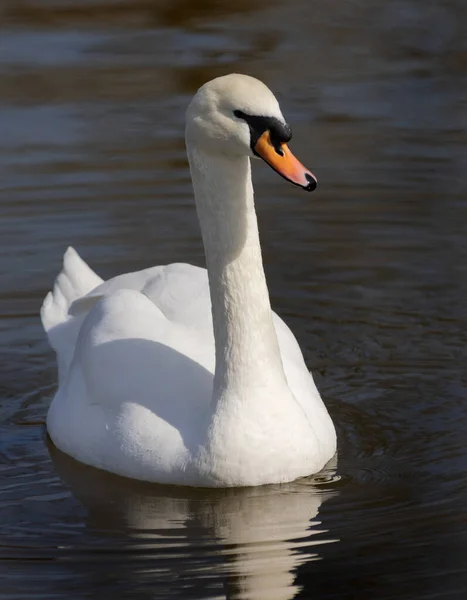 Los Cisnes Románticos Blancos Nadan Lago Del Parque Ciudad Los —  Fotos de Stock