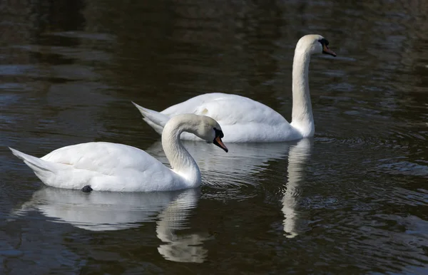 White romantic swans swim in the lake of the city park. Snow-white noble swans are a symbol of love and fidelity. Animal background for a romantic love card