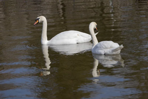 Белые Романтические Лебеди Купаются Озере Городского Парка Белоснежные Благородные Лебеди — стоковое фото